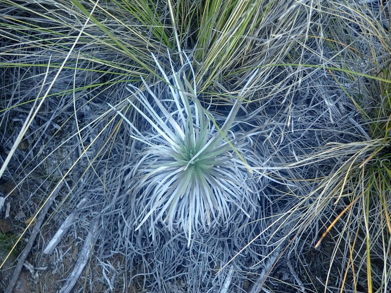 Kau Silversword photo 8