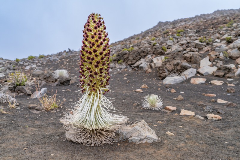 Hawai'I Silversword