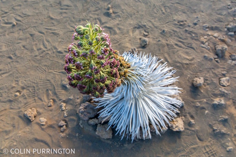Hawai'I Silversword photo 2