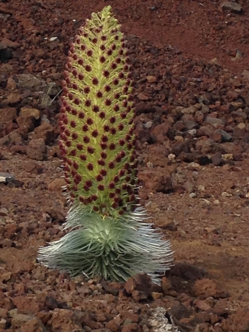 Hawai'I Silversword photo 3