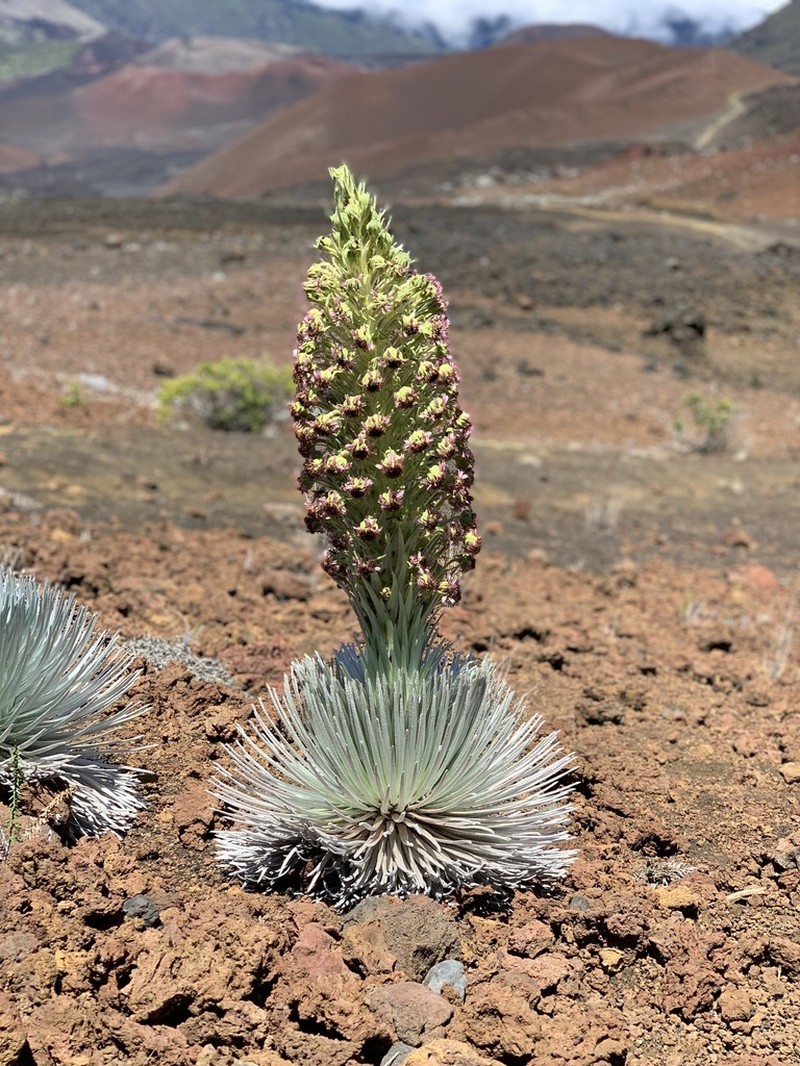 Hawai'I Silversword photo 4