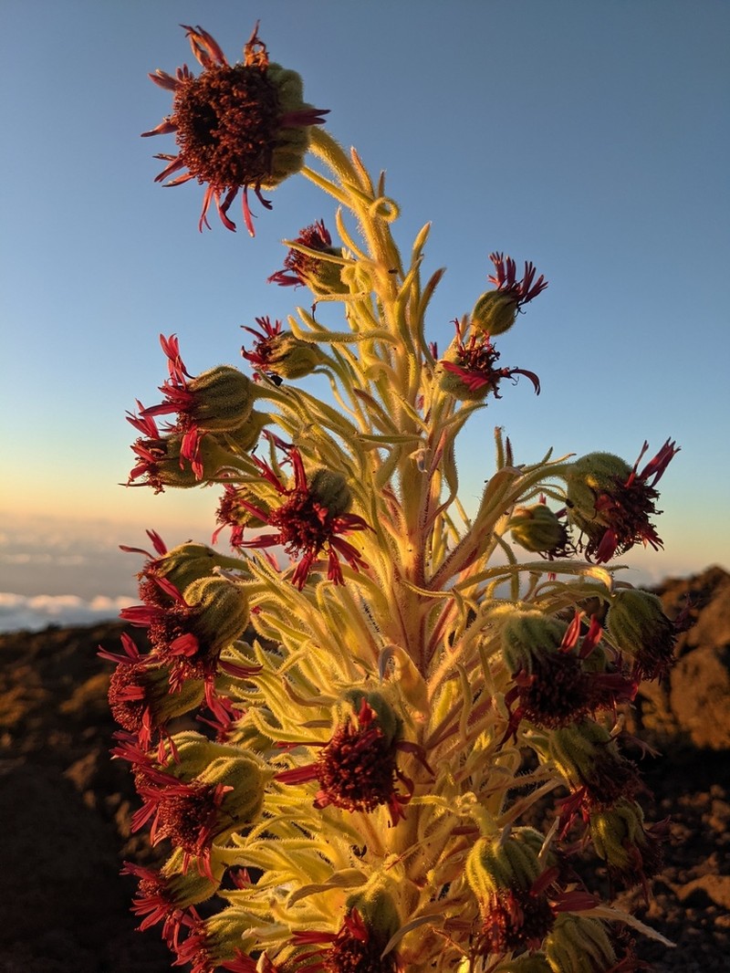 Hawai'I Silversword photo 5