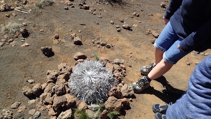 Hawai'I Silversword photo 6