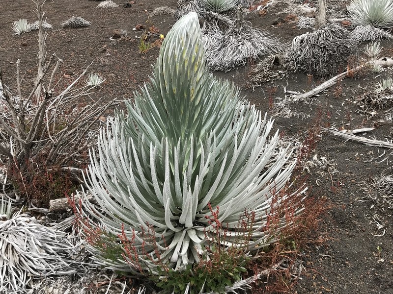 Hawai'I Silversword photo 7