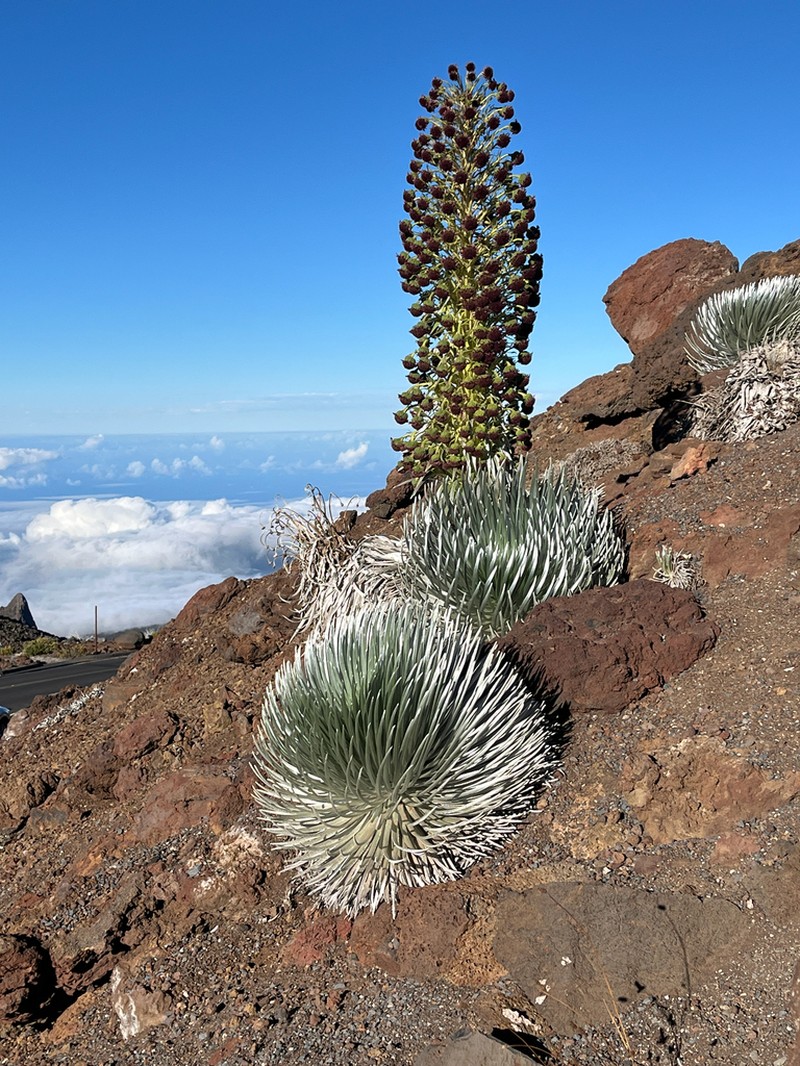 Hawai'I Silversword photo 8