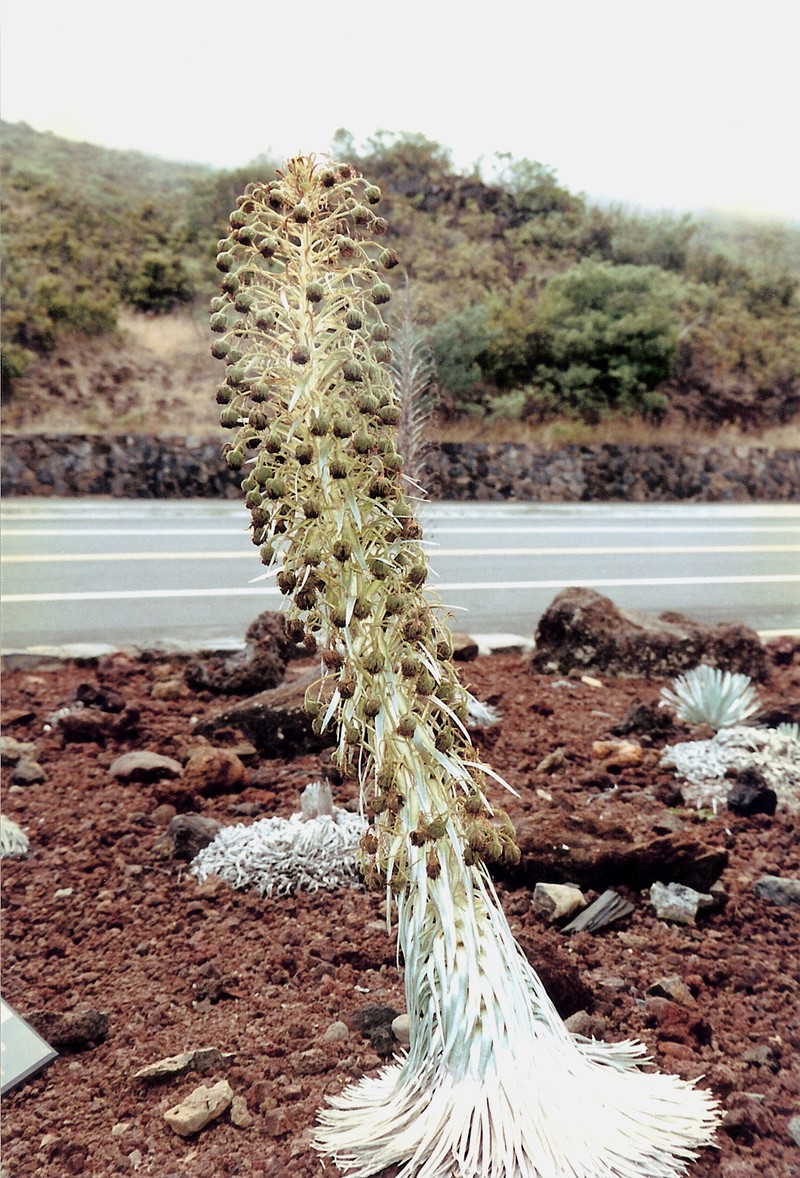 Argyroxiphium sandwicense subsp. macrocephalum