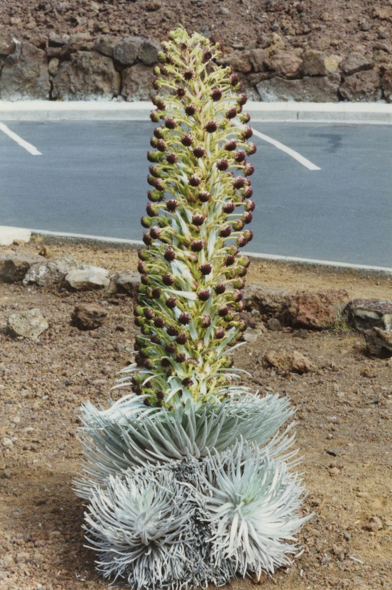 Argyroxiphium sandwicense subsp. macrocephalum photo 2