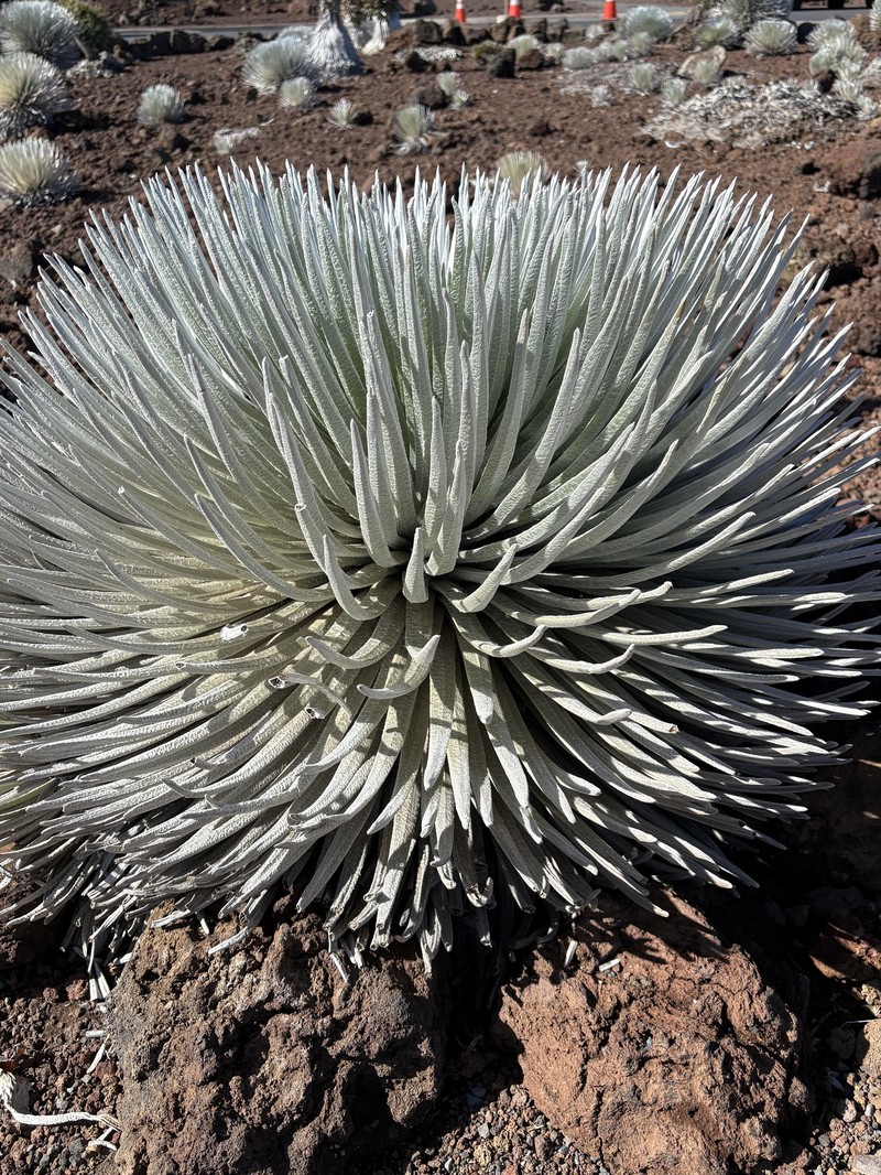 Argyroxiphium sandwicense subsp. macrocephalum photo 5