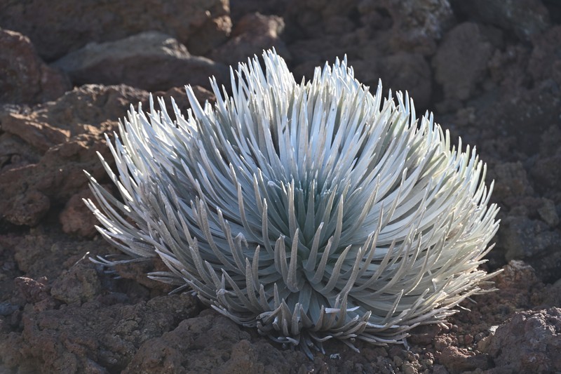 Argyroxiphium sandwicense subsp. macrocephalum photo 6
