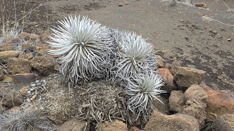 Argyroxiphium sandwicense subsp. sandwicense photo 3