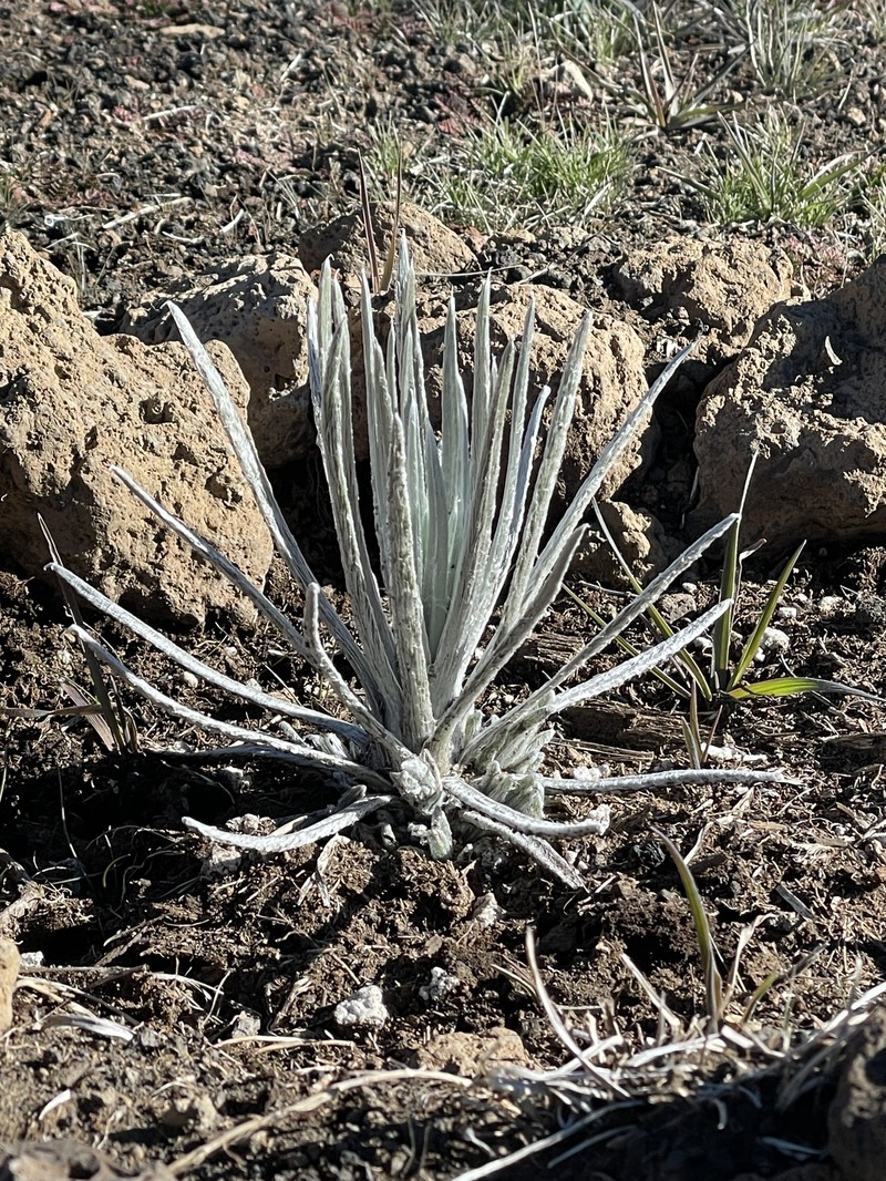 Argyroxiphium sandwicense subsp. sandwicense photo 4