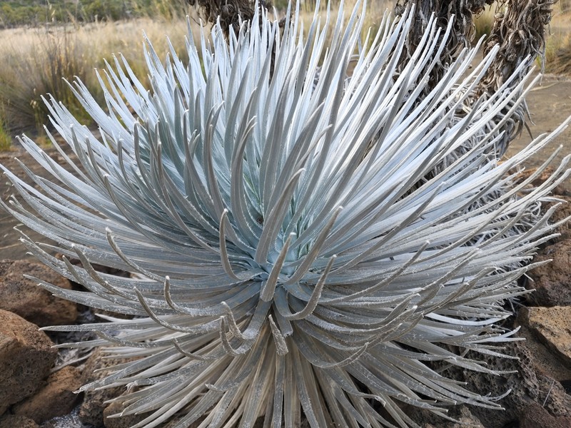 Argyroxiphium sandwicense subsp. sandwicense photo 6