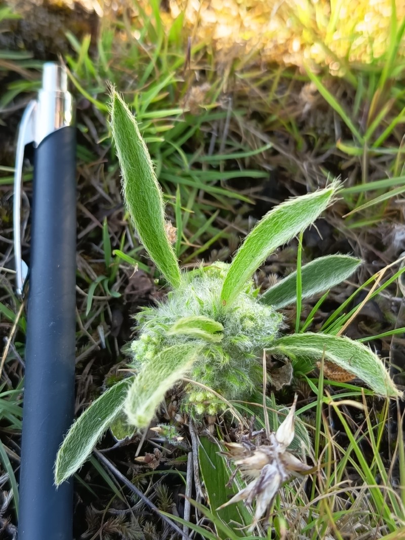 Argythamnia acaulis