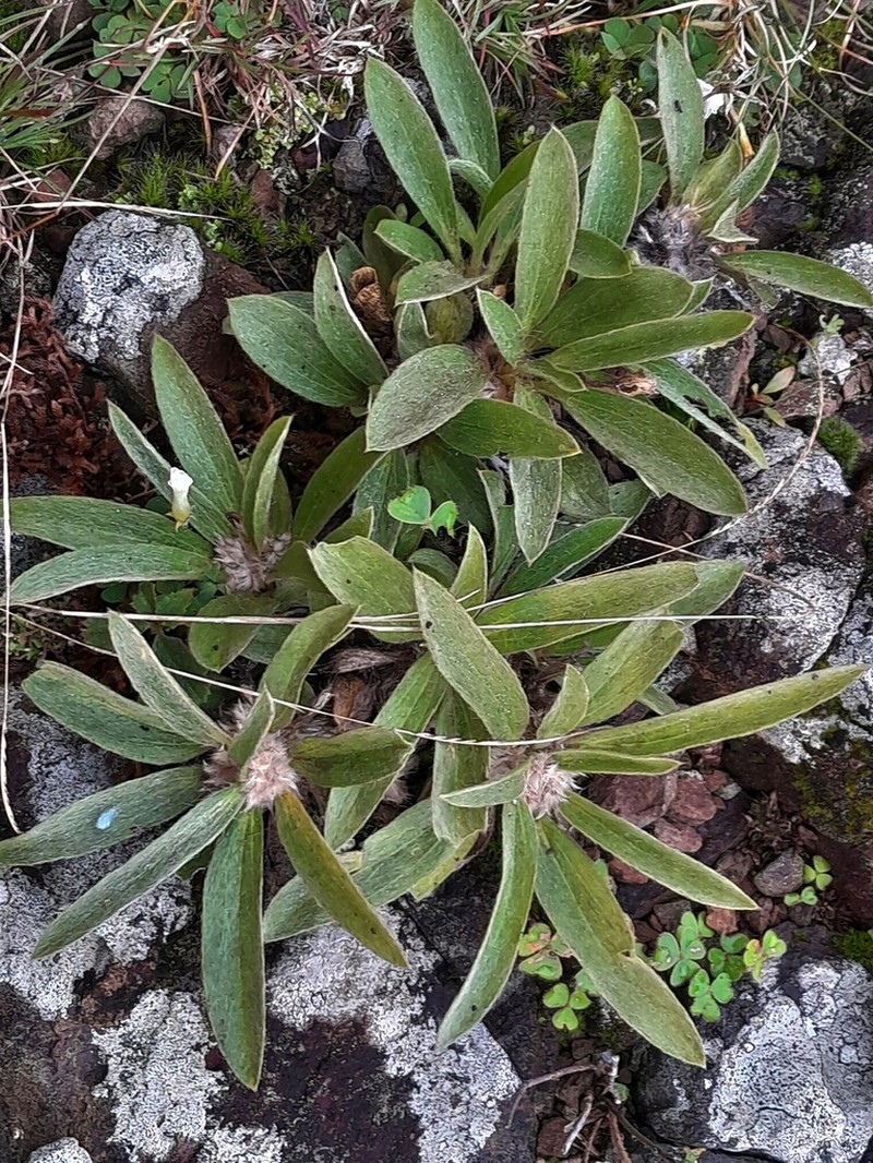 Argythamnia acaulis photo 2