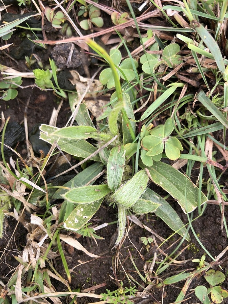 Argythamnia acaulis photo 3