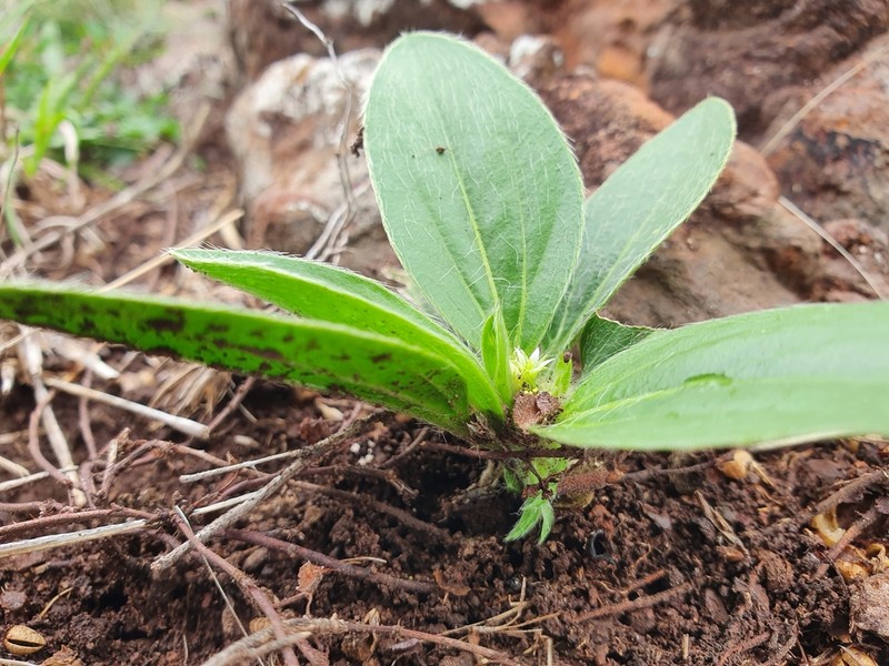 Argythamnia acaulis photo 4