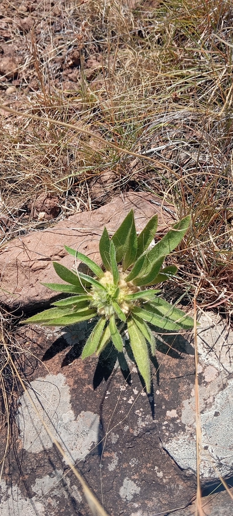 Argythamnia acaulis photo 5