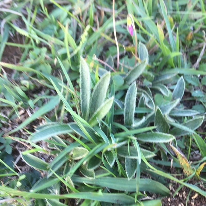 Argythamnia acaulis photo 6
