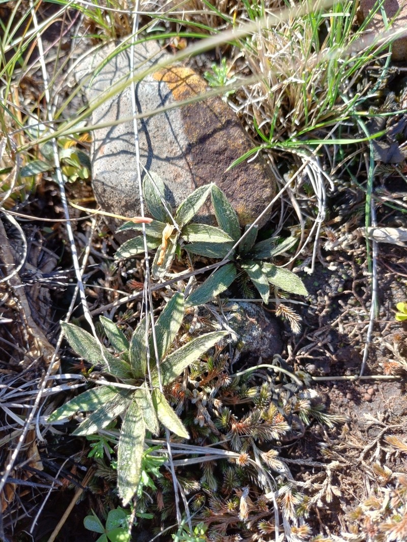 Argythamnia acaulis photo 8