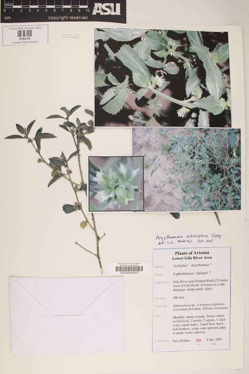 Glandular Silverbush