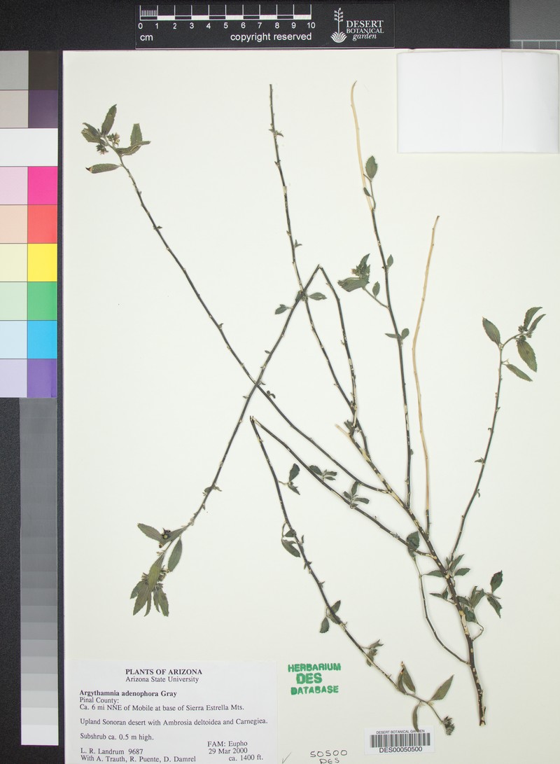 Glandular Silverbush photo 2