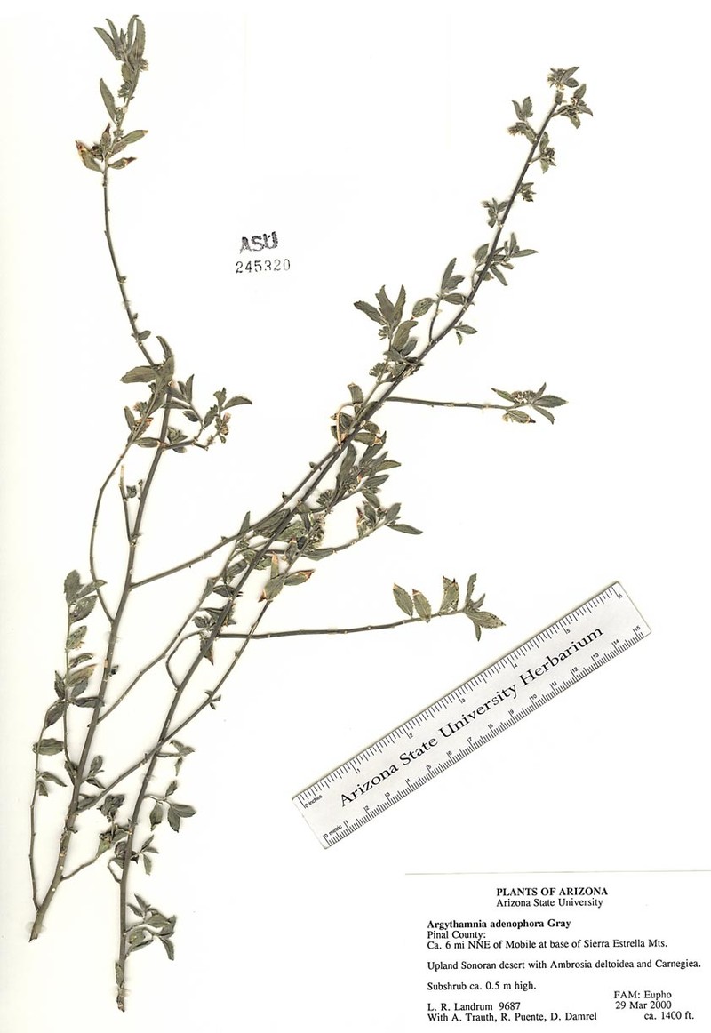 Glandular Silverbush photo 3