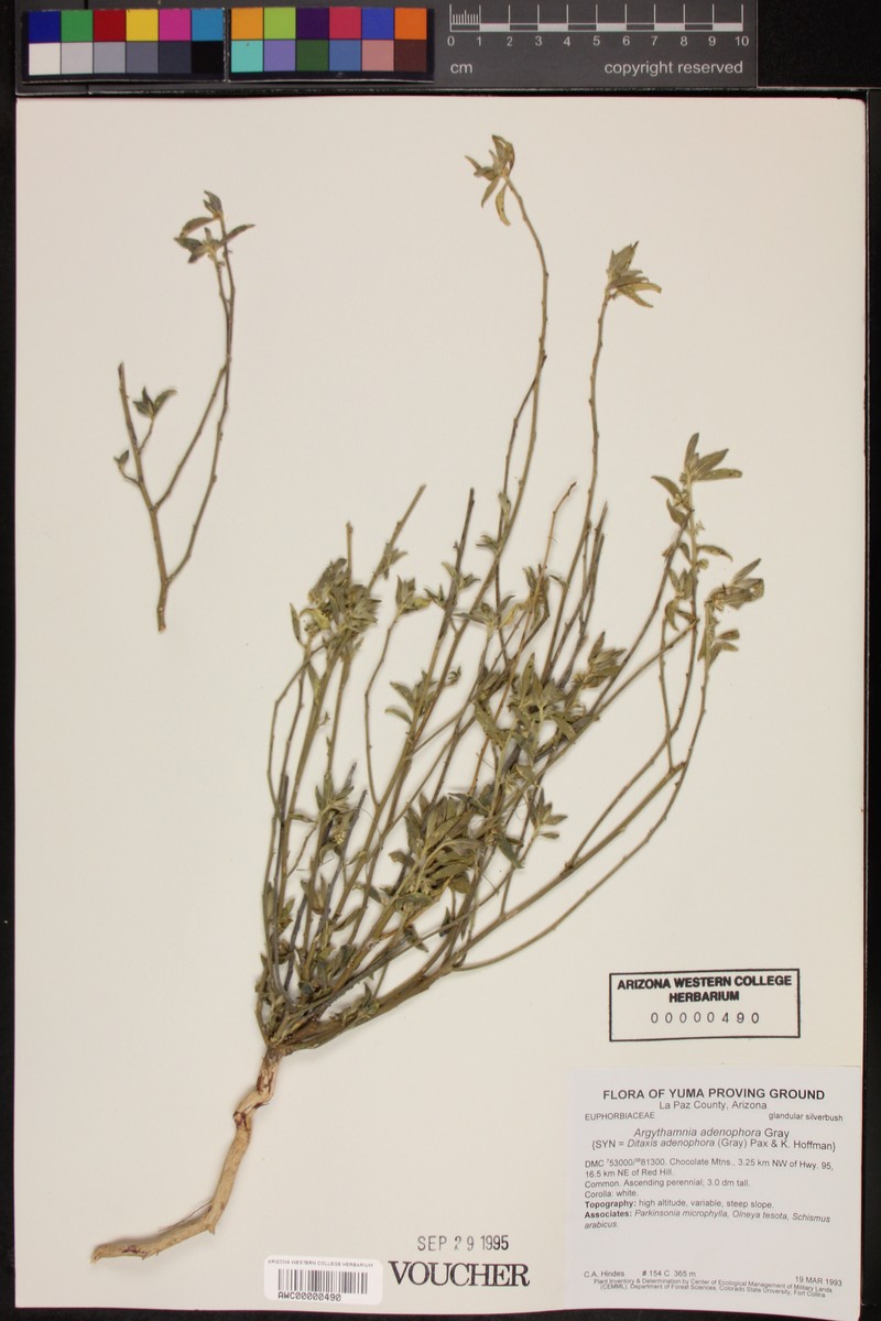 Glandular Silverbush photo 4