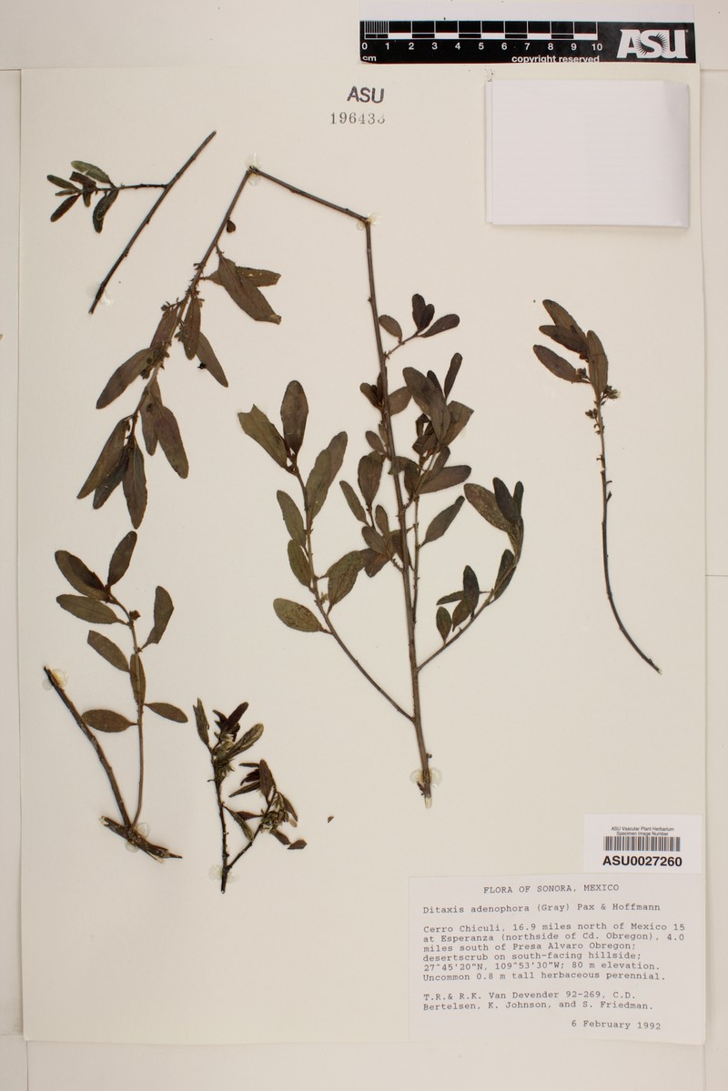 Glandular Silverbush photo 5