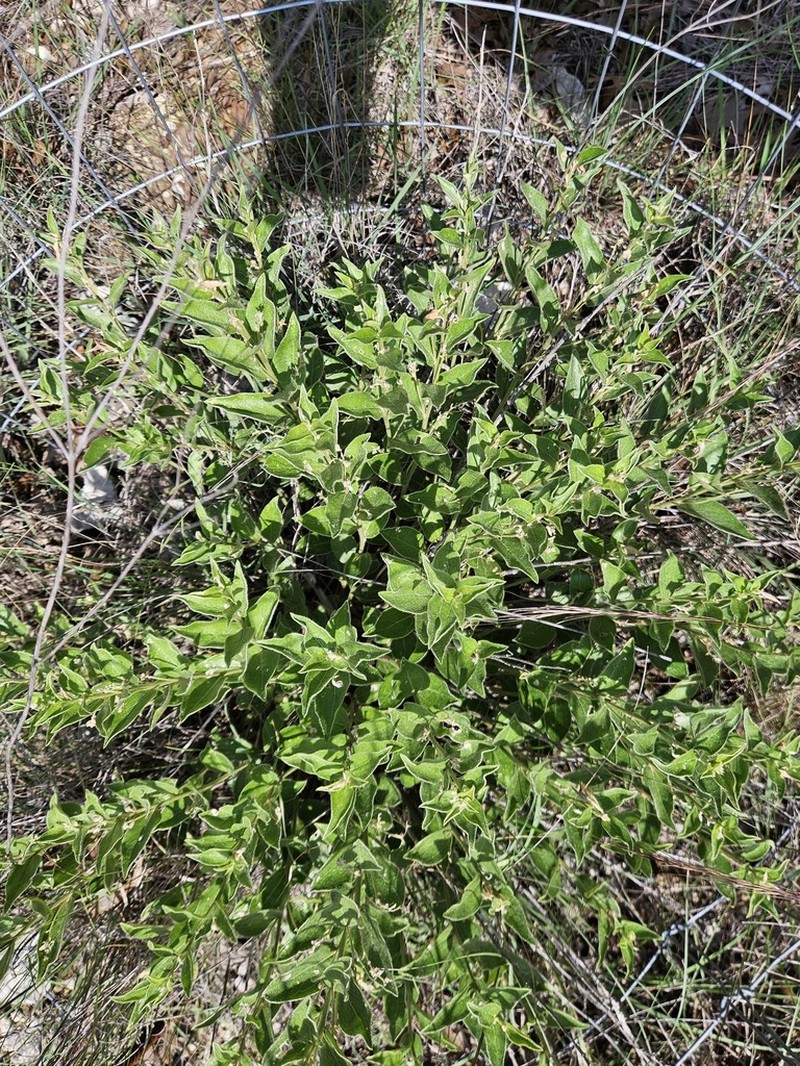 Hill Country Silverbush