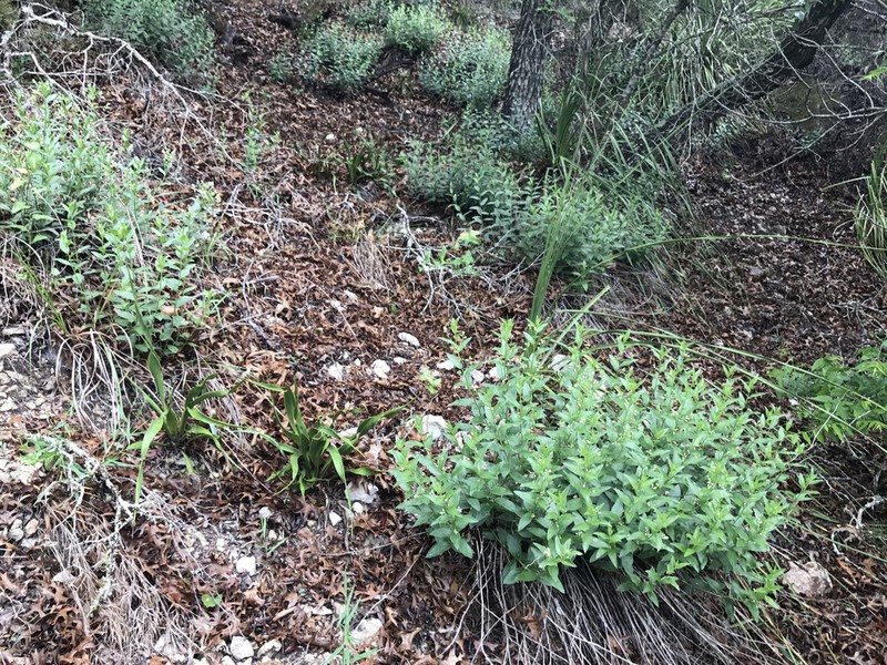 Hill Country Silverbush photo 3
