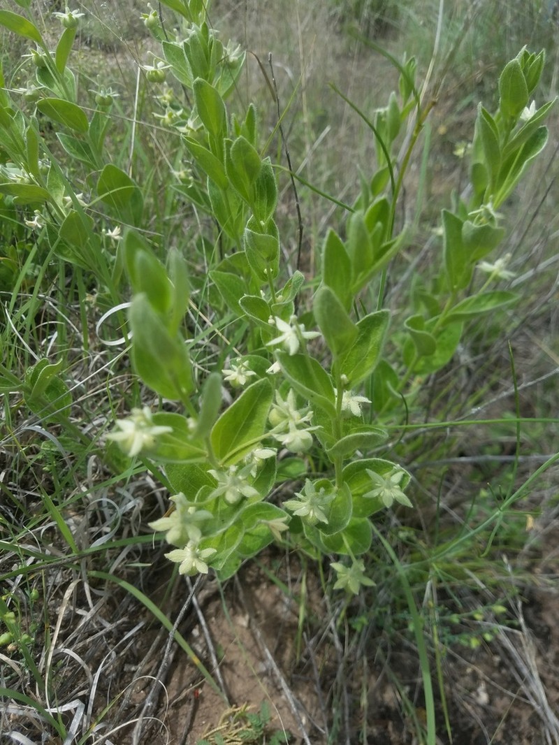 Hill Country Silverbush photo 4