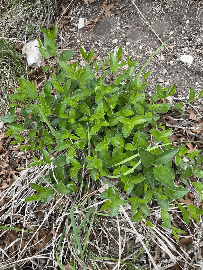 Hill Country Silverbush photo 5