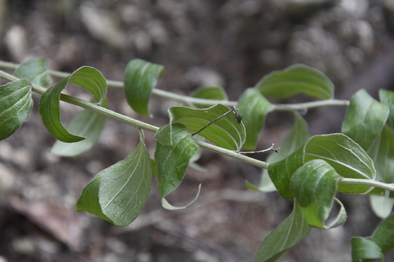 Hill Country Silverbush photo 6