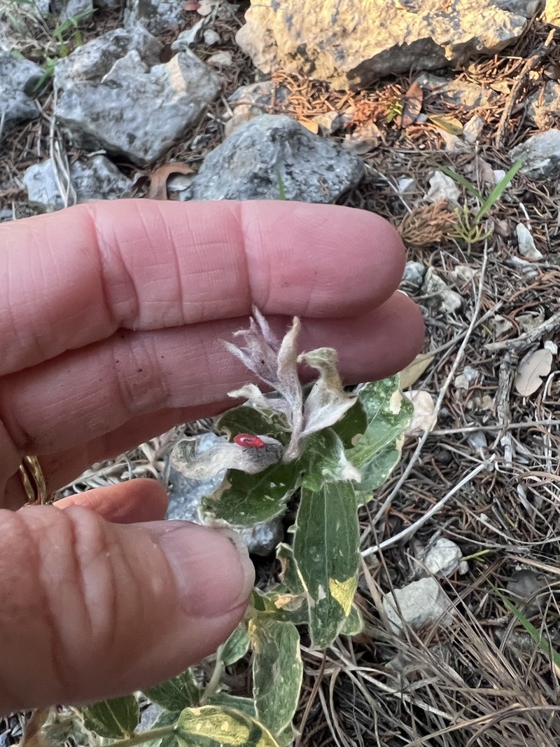 Hill Country Silverbush photo 7