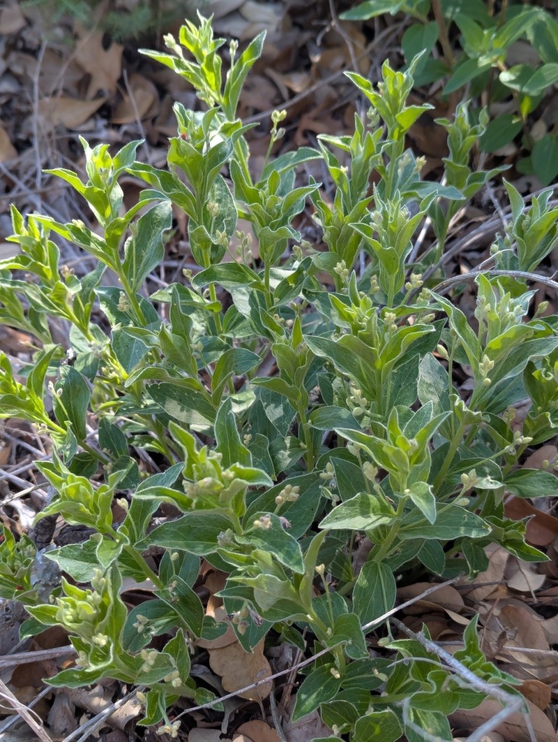 Hill Country Silverbush photo 8