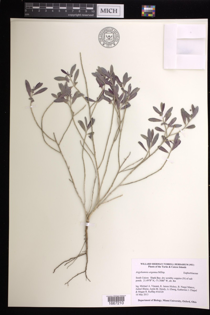 Argythamnia argentea photo 2