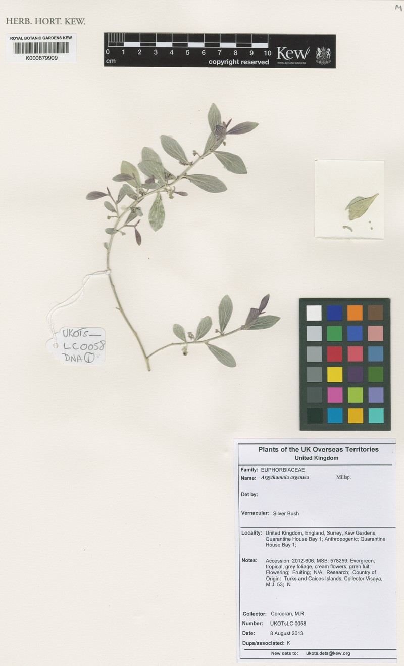 Argythamnia argentea photo 3