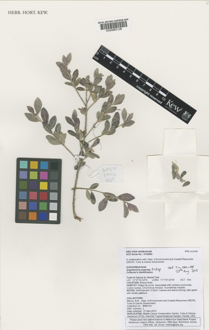 Argythamnia argentea photo 4