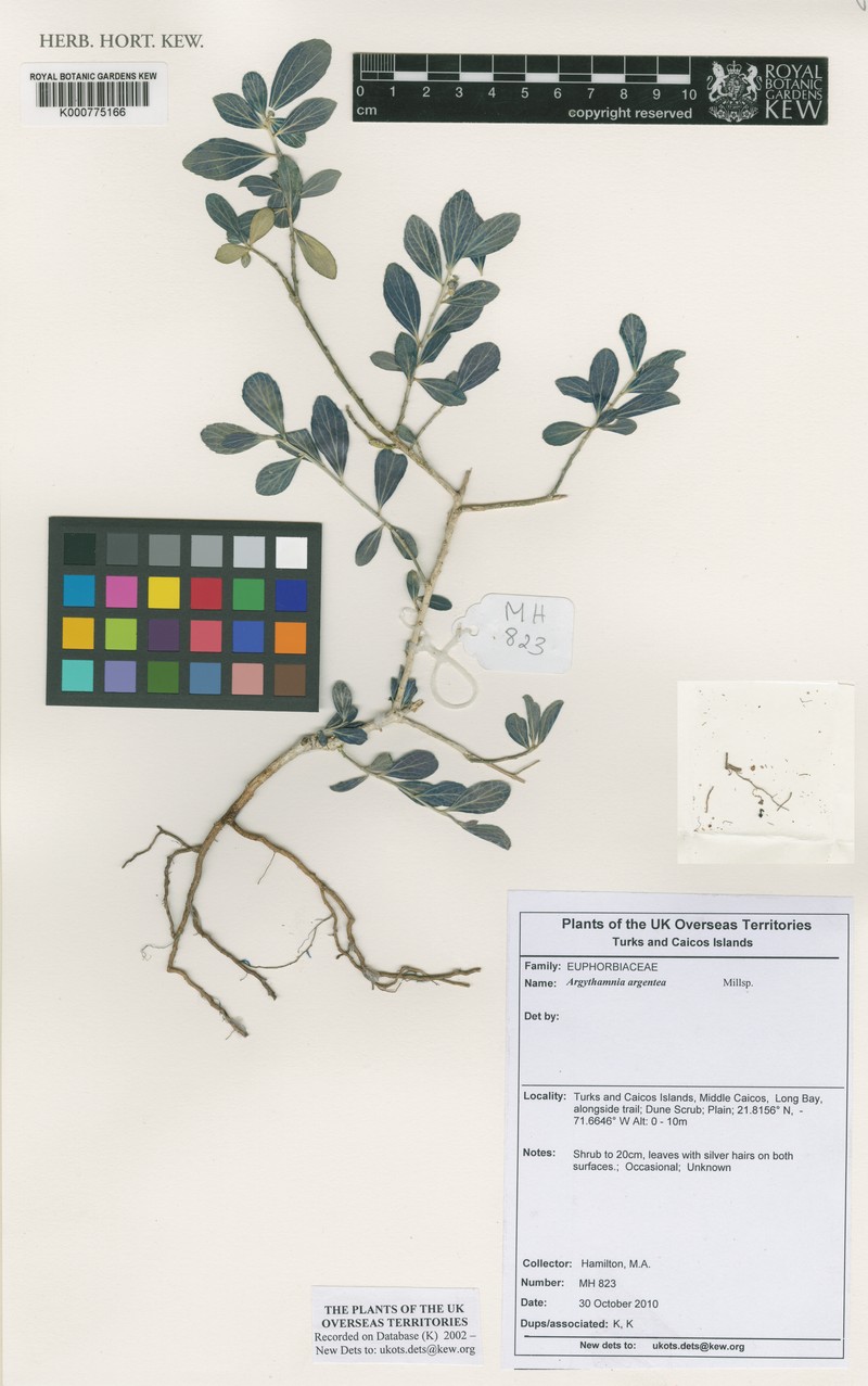 Argythamnia argentea photo 5