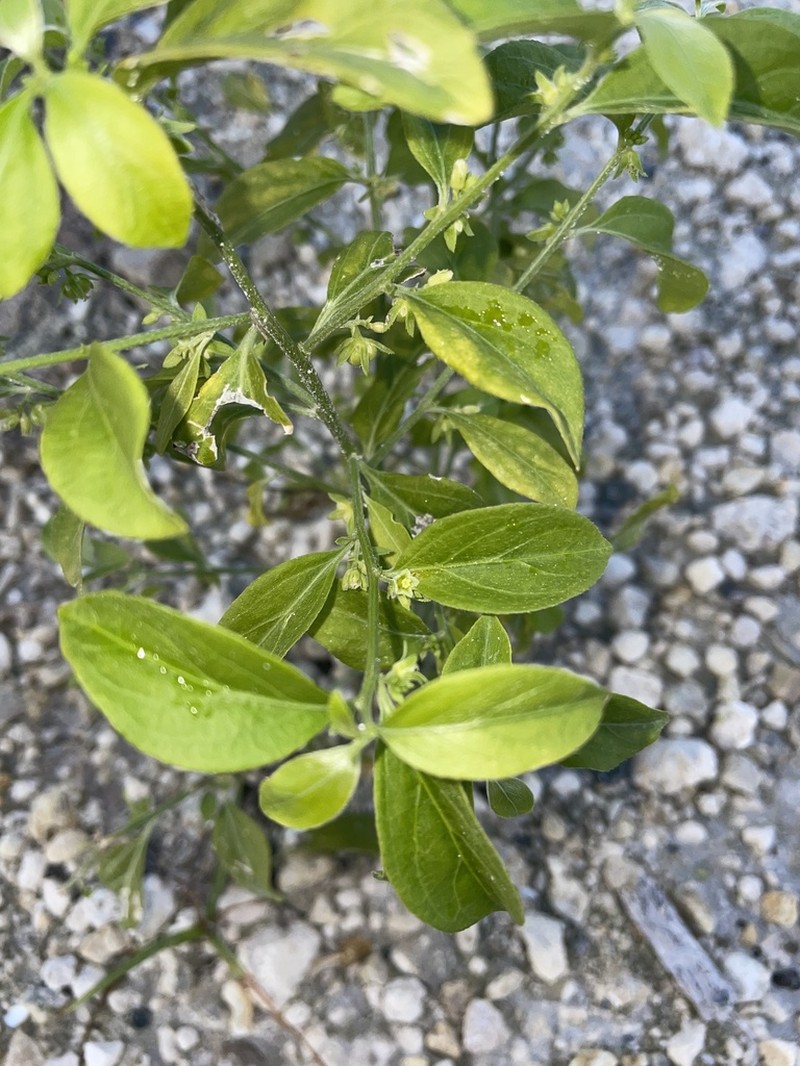 Blodgett's Silverbush