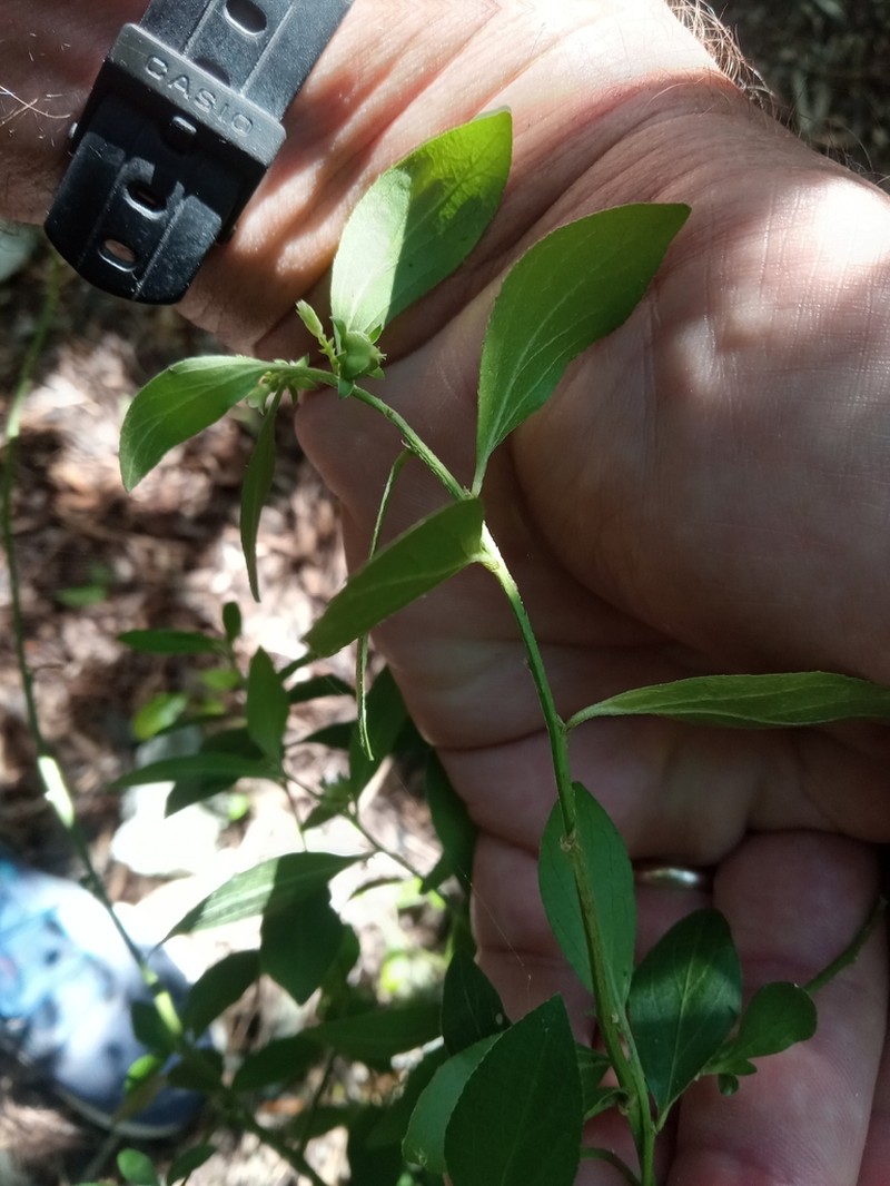 Blodgett's Silverbush photo 2