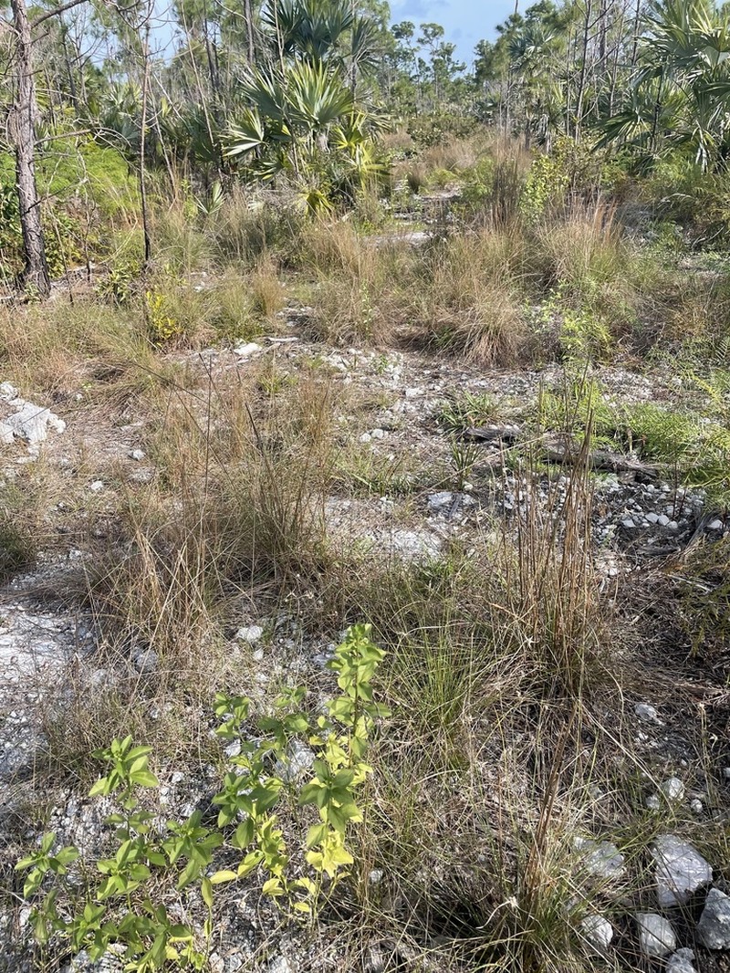 Blodgett's Silverbush photo 3