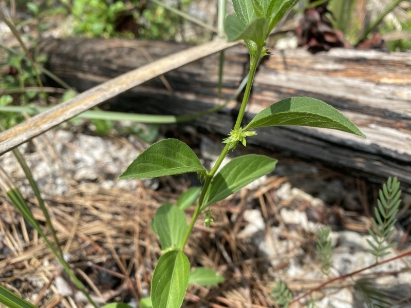 Blodgett's Silverbush photo 4