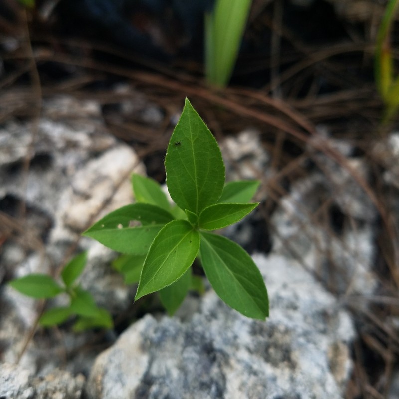 Blodgett's Silverbush photo 5