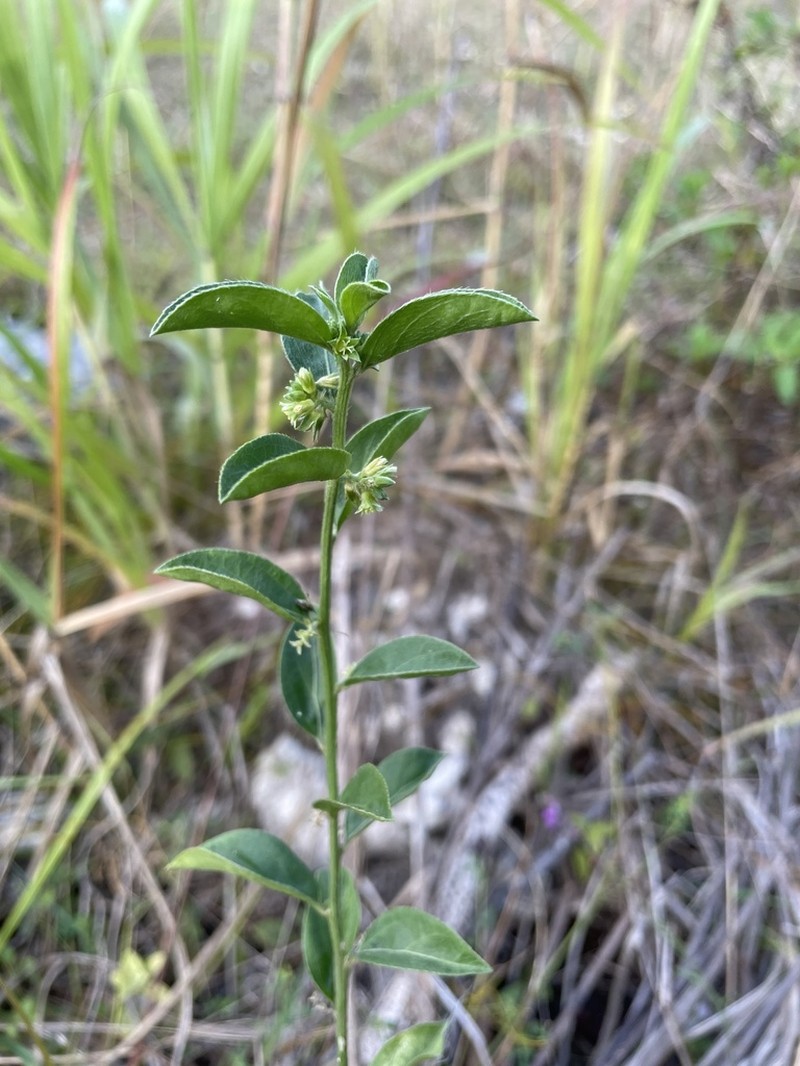 Blodgett's Silverbush photo 6