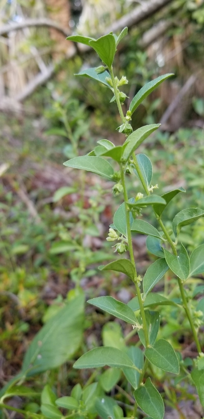 Blodgett's Silverbush photo 7