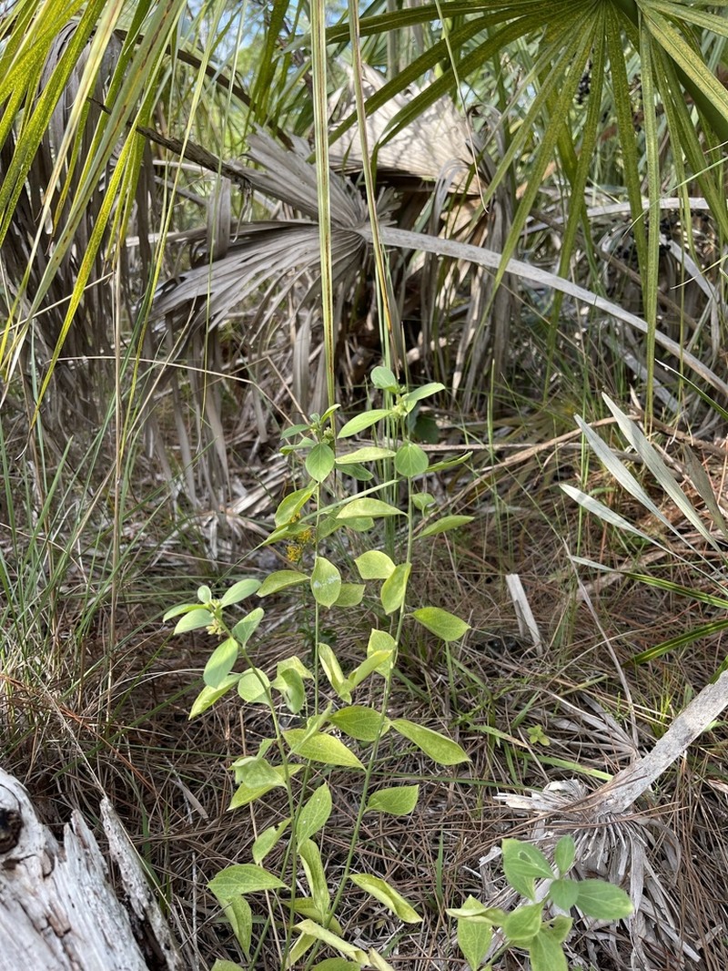Blodgett's Silverbush photo 8