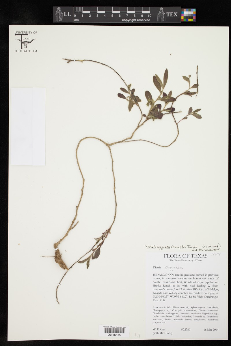 Silky Silverbush