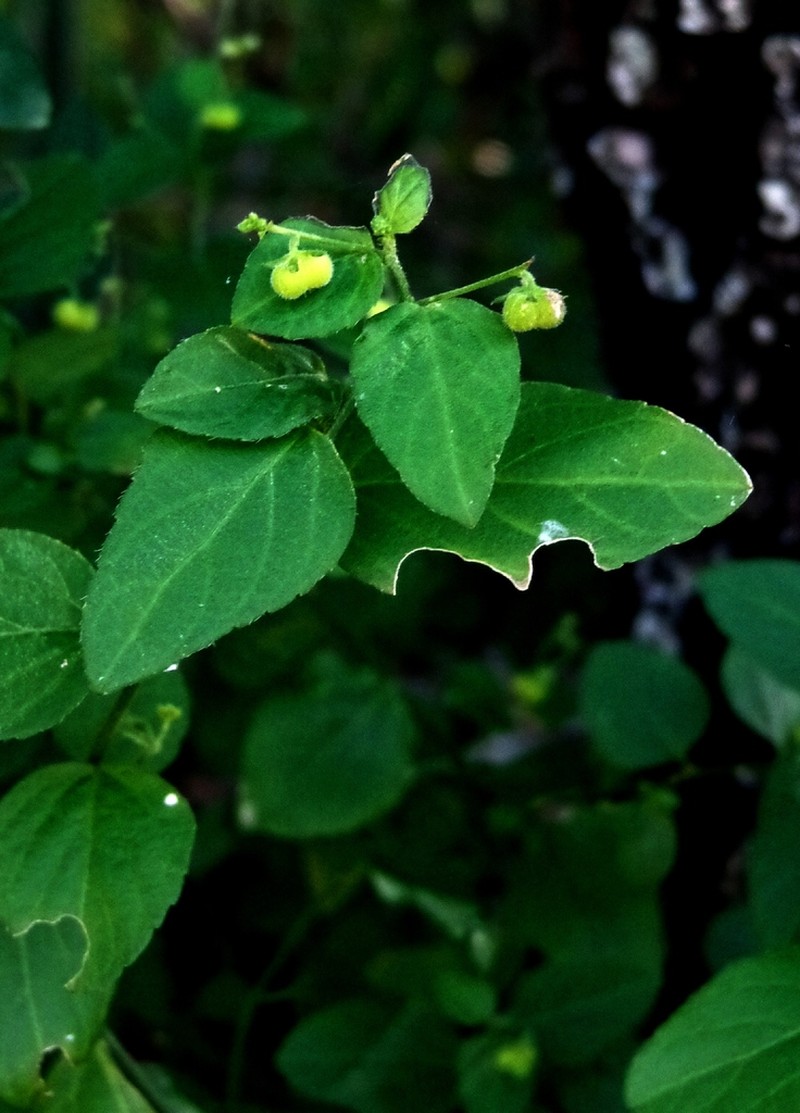 Mexican Silverbush
