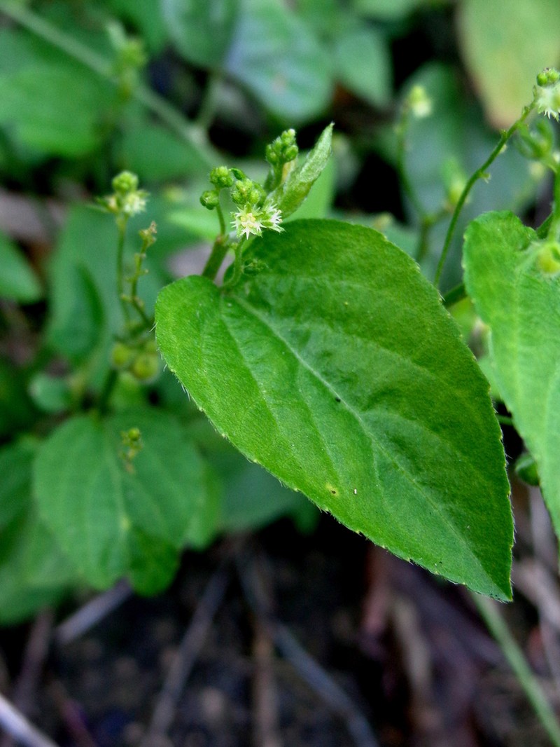 Mexican Silverbush photo 2